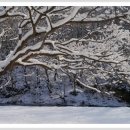 힐링포레스트 이미지