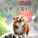 밥펫