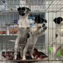 인월동물병원 이미지