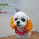 오늘도귀엽개 이미지