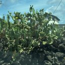 월령지헌 이미지