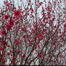 로즈마리 정원 이미지