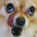 카페홉슈