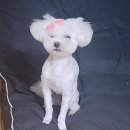 싹Dog | 내돈내산) 중랑구 애견미용, 새로 생긴 깔끔하고 친절한 : 싹 DOG