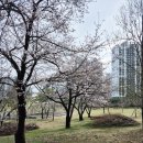 송천1동-10(세병로 174-21 공영주차장 앞) | 나들이가기 좋은 세병호 [전주세병공원 벚꽃실시간 개화상황]