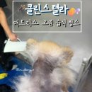 제일동물약품 | [클린스텔라] 매트리스 오염 청소 습식 후기_반려동물 소변 제거
