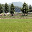 봉전2리 이미지