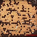 병양농장 이미지