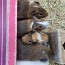 유일사슴목장 | 남해상상양떼목장편백숲 남해양떼목장비교 후 다녀온 남해가볼만한곳2월 추천