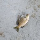 영인 낚시터 이미지