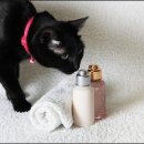 퍼스트 동물병원 이미지