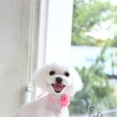 봄봄그루밍샵