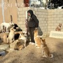 개뭉치 반려견 훈련센터 이미지