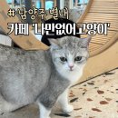 별내 나만없어고양이 남양주 데이트코스추천 깨끗한 고양이카페