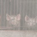 경인농장2 이미지