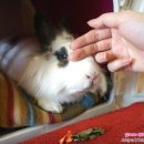 장우진동물병원 이미지