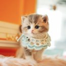 수원고양이분양 나비캣 이미지