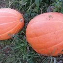 해밀염소농원 이미지