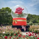 씨유 울산대공원동문점 | 울산대공원 장미축제 2026 장미원 개화상황 입장료 주차 후기