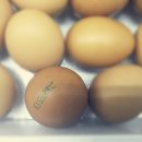 뜨레난농장 이미지