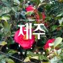 혼인지마을 | 온평리 퐁낭투어 #1) 혼인 신화가 내려오는 마을의 고즈넉한 분위기를 즐겨보자. <백년해로나무, 충혼비>