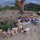 지혜의 나무 이미지