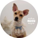 개들의 집 이미지