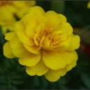 미친서각마을 영농조합 이미지