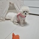 빅세일마트 | 강아지매트: 추석맞이 빅세일 혜택 + 휘슬펫 매트 실사용후기
