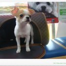 퍼피캣동물병원 이미지