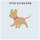 부산강아지분양 퍼피룸 | 강아지 분양 고민 끝! 센텀강아지분양 부산강아지분양 퍼피룸 안심하고 분양받은 후기