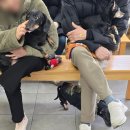 포포동물병원 | 한양한방동물병원 닥스훈트 허리디스크 침치료 12회차