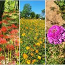 용천농장 | 함평, 고창 여행 가볼만한곳 모악산 선운사 용천사 꽃무릇 축제 보리나라 학원농장 로망스투어