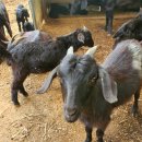 구정염소농장 이미지