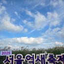 하늘공원 | 2025 하늘공원 억새축제 후기 | 가을 여행 성공적