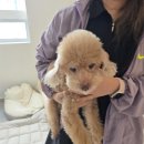 조이네집 | [부산/용호] 조이 미용후기 사랑스럽댕 애견미용 잘하는곳