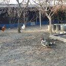 고니농장 이미지