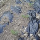 허브나무 이미지