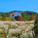 2025년10월16일,영월붉은메밀밭,동서정원,연당원,국화축제와,핑크뮬리 이미지