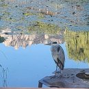 연비어약 1-33 서울 창포원(菖蒲園) 정격 단시조/반산 한상철 이미지