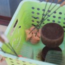 금백조로가든 이미지