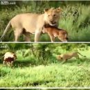 송아지 PC 이미지