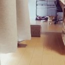 보라매전자담배 이미지