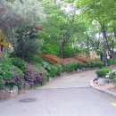 금송 이미지