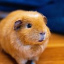 수락 동물병원 이미지