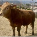 전북특별자치도 축산연구소 이미지