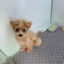 그레이동물병원 강남점 이미지
