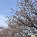 영랑호수윗길 | 속초 여행 / 뒤늦은 벚꽃 🌸 영랑호수윗길 (25.4.18 후기!!)