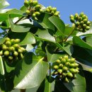 나무교역 이미지