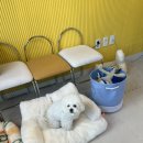 댕댕아 이리온 이미지